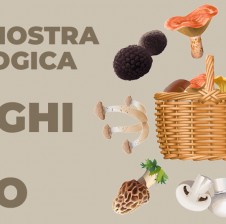 45° MOSTRA MICOLOGICA – FUNGHI DAL VERO